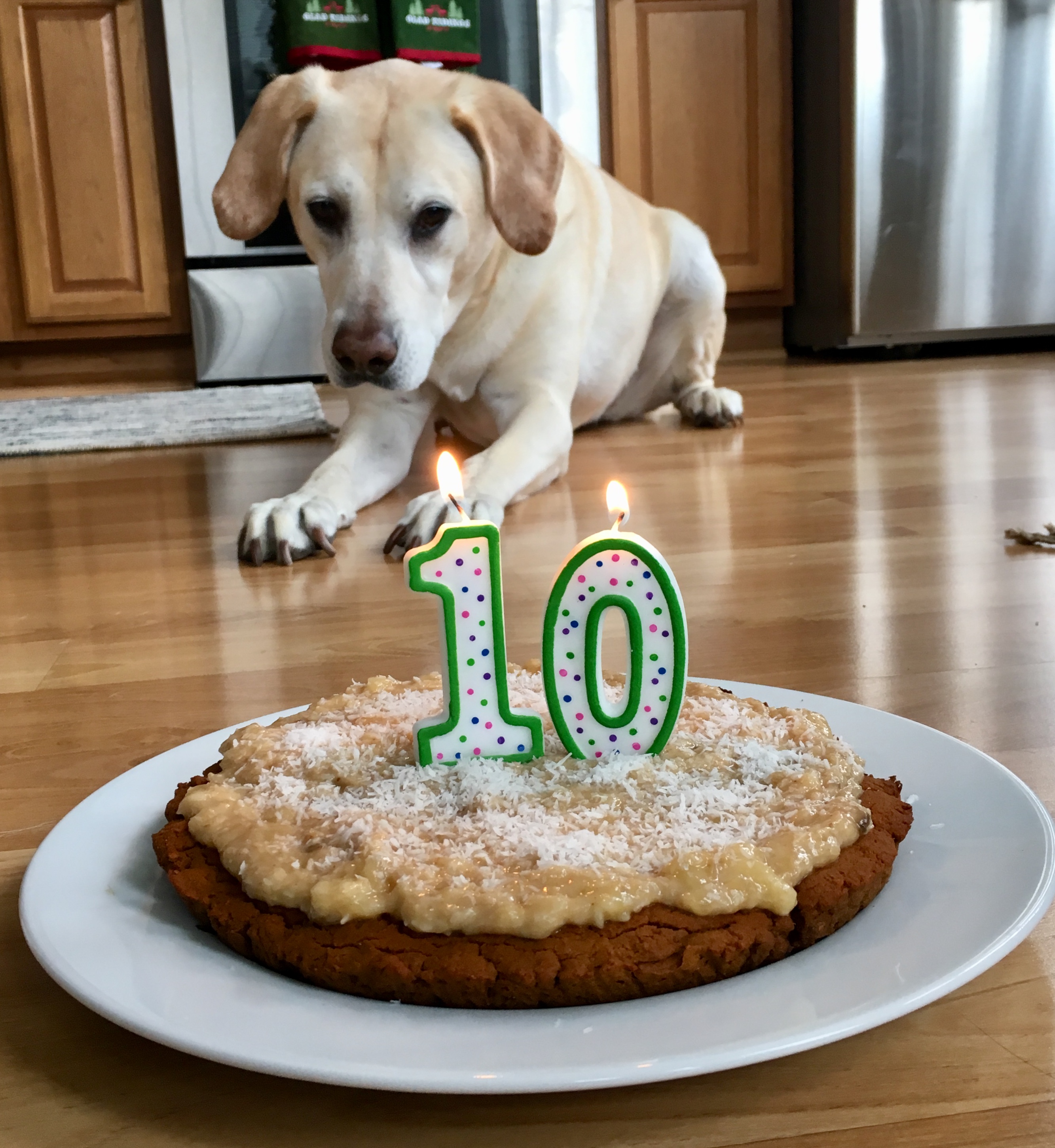 puppy with cake