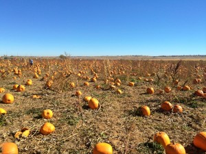 Pumpkin Seeds