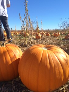 Pumpkin Seeds